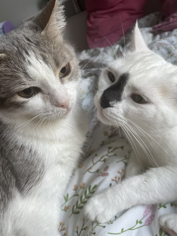 Две кошки